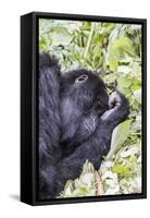 Rwanda, Volcanoes National Park, Ruhengeri, Kinigi. Mountain gorilla.-Emily Wilson-Framed Stretched Canvas