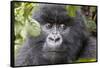 Rwanda, Volcanoes National Park, Ruhengeri, Kinigi. Mountain gorilla.-Emily Wilson-Framed Stretched Canvas