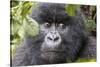 Rwanda, Volcanoes National Park, Ruhengeri, Kinigi. Mountain gorilla.-Emily Wilson-Stretched Canvas