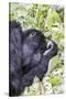 Rwanda, Volcanoes National Park, Ruhengeri, Kinigi. Mountain gorilla.-Emily Wilson-Stretched Canvas