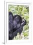 Rwanda, Volcanoes National Park, Ruhengeri, Kinigi. Mountain gorilla.-Emily Wilson-Framed Photographic Print