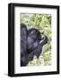 Rwanda, Volcanoes National Park, Ruhengeri, Kinigi. Mountain gorilla.-Emily Wilson-Framed Photographic Print