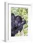 Rwanda, Volcanoes National Park, Ruhengeri, Kinigi. Mountain gorilla.-Emily Wilson-Framed Photographic Print