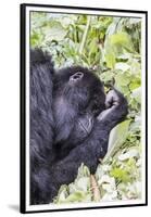 Rwanda, Volcanoes National Park, Ruhengeri, Kinigi. Mountain gorilla.-Emily Wilson-Framed Premium Photographic Print