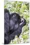 Rwanda, Volcanoes National Park, Ruhengeri, Kinigi. Mountain gorilla.-Emily Wilson-Mounted Premium Photographic Print