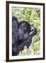 Rwanda, Volcanoes National Park, Ruhengeri, Kinigi. Mountain gorilla.-Emily Wilson-Framed Premium Photographic Print