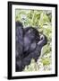 Rwanda, Volcanoes National Park, Ruhengeri, Kinigi. Mountain gorilla.-Emily Wilson-Framed Premium Photographic Print