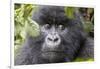 Rwanda, Volcanoes National Park, Ruhengeri, Kinigi. Mountain gorilla.-Emily Wilson-Framed Photographic Print