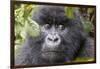 Rwanda, Volcanoes National Park, Ruhengeri, Kinigi. Mountain gorilla.-Emily Wilson-Framed Photographic Print