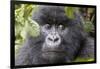 Rwanda, Volcanoes National Park, Ruhengeri, Kinigi. Mountain gorilla.-Emily Wilson-Framed Photographic Print