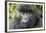 Rwanda, Volcanoes National Park, Ruhengeri, Kinigi. Mountain gorilla.-Emily Wilson-Framed Photographic Print