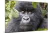 Rwanda, Volcanoes National Park, Ruhengeri, Kinigi. Mountain gorilla.-Emily Wilson-Mounted Photographic Print