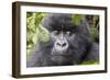 Rwanda, Volcanoes National Park, Ruhengeri, Kinigi. Mountain gorilla.-Emily Wilson-Framed Photographic Print