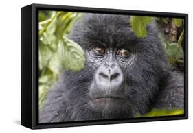 Rwanda, Volcanoes National Park, Ruhengeri, Kinigi. Mountain gorilla.-Emily Wilson-Framed Stretched Canvas