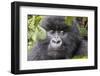 Rwanda, Volcanoes National Park, Ruhengeri, Kinigi. Mountain gorilla.-Emily Wilson-Framed Photographic Print