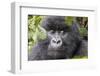 Rwanda, Volcanoes National Park, Ruhengeri, Kinigi. Mountain gorilla.-Emily Wilson-Framed Photographic Print