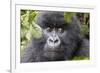 Rwanda, Volcanoes National Park, Ruhengeri, Kinigi. Mountain gorilla.-Emily Wilson-Framed Photographic Print