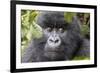 Rwanda, Volcanoes National Park, Ruhengeri, Kinigi. Mountain gorilla.-Emily Wilson-Framed Photographic Print