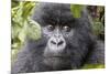 Rwanda, Volcanoes National Park, Ruhengeri, Kinigi. Mountain gorilla.-Emily Wilson-Mounted Photographic Print