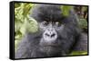 Rwanda, Volcanoes National Park, Ruhengeri, Kinigi. Mountain gorilla.-Emily Wilson-Framed Stretched Canvas