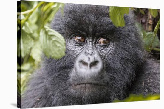 Rwanda, Volcanoes National Park, Ruhengeri, Kinigi. Mountain gorilla.-Emily Wilson-Stretched Canvas