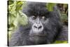 Rwanda, Volcanoes National Park, Ruhengeri, Kinigi. Mountain gorilla.-Emily Wilson-Stretched Canvas