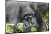 Rwanda, Volcanoes National Park, Ruhengeri, Kinigi. Mountain gorilla.-Emily Wilson-Mounted Photographic Print