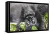 Rwanda, Volcanoes National Park, Ruhengeri, Kinigi. Mountain gorilla.-Emily Wilson-Framed Stretched Canvas