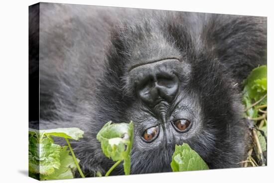 Rwanda, Volcanoes National Park, Ruhengeri, Kinigi. Mountain gorilla.-Emily Wilson-Stretched Canvas