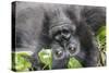 Rwanda, Volcanoes National Park, Ruhengeri, Kinigi. Mountain gorilla.-Emily Wilson-Stretched Canvas