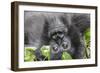 Rwanda, Volcanoes National Park, Ruhengeri, Kinigi. Mountain gorilla.-Emily Wilson-Framed Photographic Print