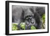 Rwanda, Volcanoes National Park, Ruhengeri, Kinigi. Mountain gorilla.-Emily Wilson-Framed Photographic Print