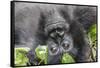 Rwanda, Volcanoes National Park, Ruhengeri, Kinigi. Mountain gorilla.-Emily Wilson-Framed Stretched Canvas