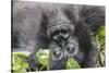 Rwanda, Volcanoes National Park, Ruhengeri, Kinigi. Mountain gorilla.-Emily Wilson-Stretched Canvas