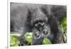 Rwanda, Volcanoes National Park, Ruhengeri, Kinigi. Mountain gorilla.-Emily Wilson-Framed Photographic Print