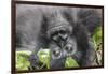 Rwanda, Volcanoes National Park, Ruhengeri, Kinigi. Mountain gorilla.-Emily Wilson-Framed Photographic Print