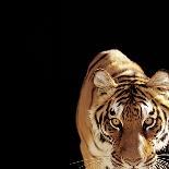 Tiger (Panthera Tigris)-Ryan Mcvay-Photographic Print