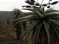 Plants in South Africa-Ryan Ross-Photographic Print