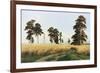 Rye Field, 1878-Ivan Shishkin-Framed Giclee Print