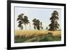 Rye Field, 1878-Ivan Shishkin-Framed Giclee Print