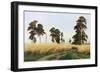 Rye Field, 1878-Ivan Shishkin-Framed Giclee Print