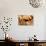 Rye Spikelets and Bread on Wooden Background-haveseen-Photographic Print displayed on a wall