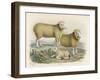 Ryeland Sheep: Ram and Ewe Bred by Mr. Tomkins of Kingspion Herefordshire-Nicholson & Shields-Framed Art Print