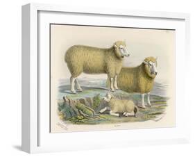 Ryeland Sheep: Ram and Ewe Bred by Mr. Tomkins of Kingspion Herefordshire-Nicholson & Shields-Framed Art Print