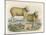 Ryeland Sheep: Ram and Ewe Bred by Mr. Tomkins of Kingspion Herefordshire-Nicholson & Shields-Mounted Art Print