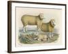 Ryeland Sheep: Ram and Ewe Bred by Mr. Tomkins of Kingspion Herefordshire-Nicholson & Shields-Framed Art Print