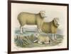 Ryeland Sheep: Ram and Ewe Bred by Mr. Tomkins of Kingspion Herefordshire-Nicholson & Shields-Framed Art Print