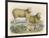 Ryeland Sheep: Ram and Ewe Bred by Mr. Tomkins of Kingspion Herefordshire-Nicholson & Shields-Framed Art Print