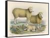 Ryeland Sheep: Ram and Ewe Bred by Mr. Tomkins of Kingspion Herefordshire-Nicholson & Shields-Framed Stretched Canvas