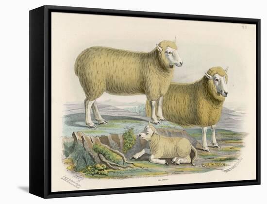 Ryeland Sheep: Ram and Ewe Bred by Mr. Tomkins of Kingspion Herefordshire-Nicholson & Shields-Framed Stretched Canvas